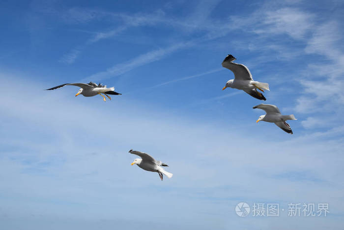 鸟类飞行 飞行 天空 动物 落叶松 航班 海鸥