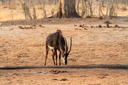 羚羊 非洲 自然 荒野 哺乳动物 野生动物 公园 赞比亚
