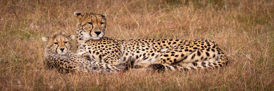 肯尼亚 幼兽 稀树草原 游猎 食肉动物 哺乳动物 草地 自然