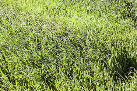 特写镜头 颜色 草皮 纹理 绿色植物 生长 树叶 春天 夏天