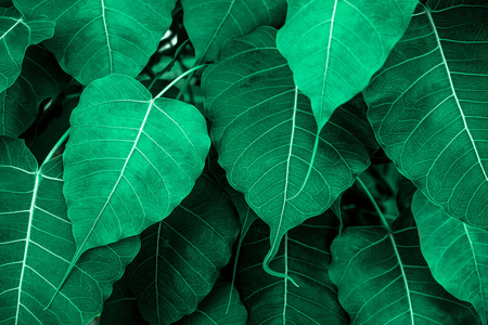 热带绿叶纹理，绿叶背景自然深绿背景，概念自然和热带植物