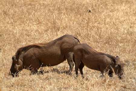 塞伦盖蒂 大草原 游猎 国家的 哺乳动物 南方 纳米比亚