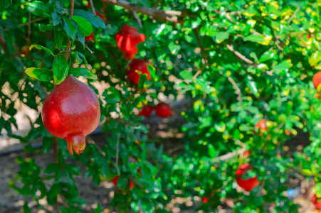 Ripe pomegranates fruit hanging on a tree branch in the garden. 
