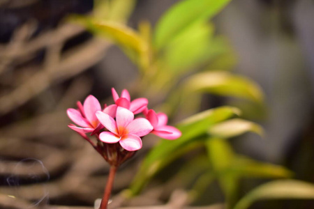 颜色 植物学 开花 公园 紫色 特写镜头 季节 美女 春天