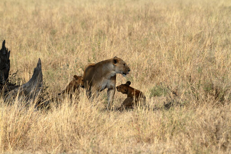 猎人 坦桑尼亚 非洲 野生动物 食肉动物 游猎 狮子 塞伦盖蒂