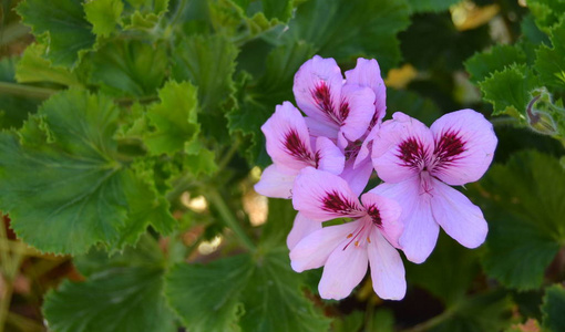 春天 植物区系 美丽的 颜色 植物 粉红色 自然 花瓣 在里面