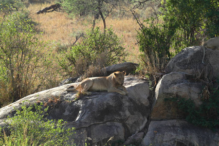 肯尼亚 狮子 哺乳动物 坦桑尼亚 野生动物 塞伦盖蒂 游猎