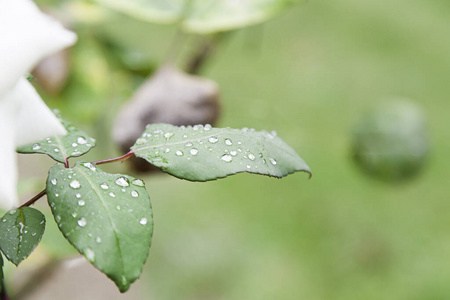 天气 纯洁 早晨 草本植物 纹理 环境 森林 生活 液滴