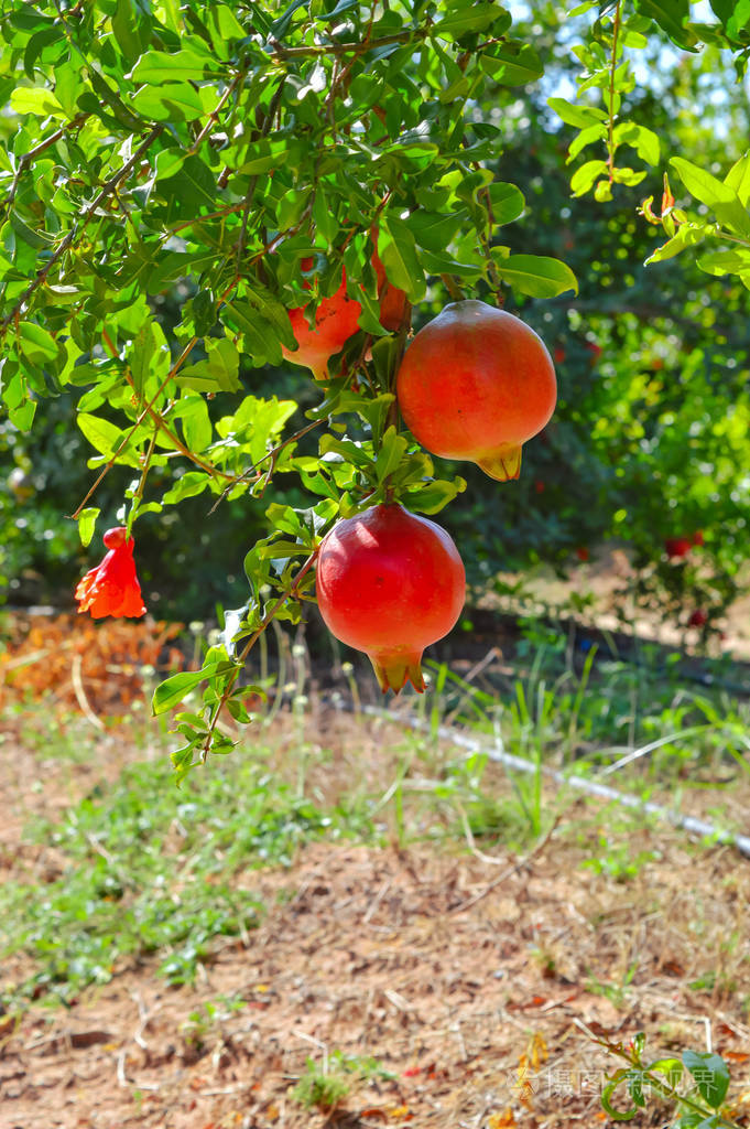 希腊花园里一棵树上生长的石榴有机fa