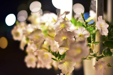 粉红色 花园 花瓣 季节 开花 花的 夏天 浪漫的 植物