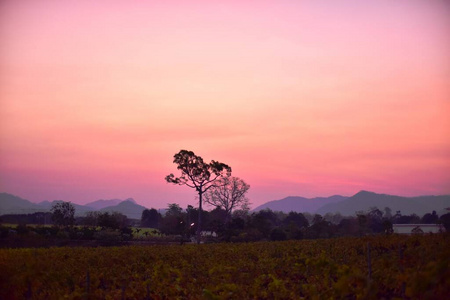 早晨 美丽的 自然 黄昏 黎明 森林 泰国 风景 天空 傍晚
