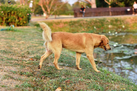 犬科动物 可爱的 美丽的 朋友 动物 小狗 幼犬 毛皮 纯种