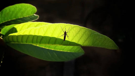栖息在绿叶上的蚊子图片