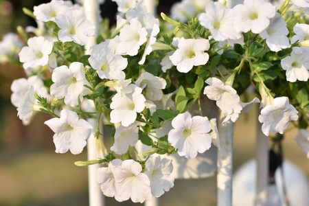 盛开 植物区系 植物学 特写镜头 自然 公园 粉红色 美女