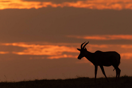 大草原 傍晚 草地 日落 在里面 非洲 动物 稀树草原 肯尼亚