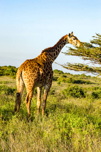 非洲 大草原 可爱的 在里面 内罗毕 旅行 国家的 长颈鹿