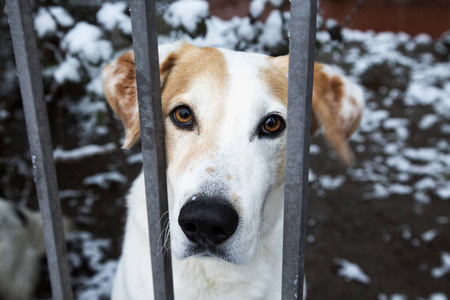 犬科动物 哺乳动物 繁殖 可爱极了 可爱的 漂亮的 动物