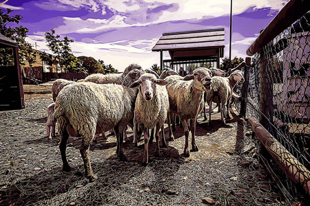动物 澳大利亚 兽群 围场 风景 牧场 牧羊人 乡村 农事