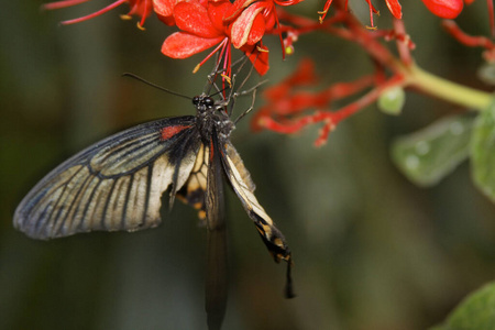 在里面 动物群 自然 昆虫 蝴蝶 美极了 五颜六色 五花八门