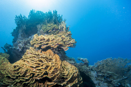 在下面 夏天 殖民地 墙纸 暗礁 潜水 生态学 颜色 海洋