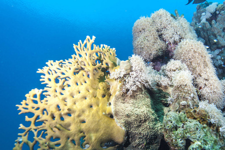 自然 暗礁 生态学 生物 海藻 生活 墙纸 美女 珊瑚 海洋