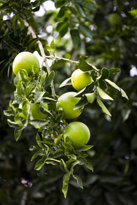 颜色 水果 花园 柑橘 收获 作物 行业 树叶 栽培 分支