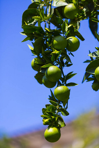 颜色 分支 维生素 生长 水果 栽培 花园 植物 柑橘 农场