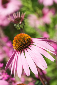 植物 自然 紫锥菊 特写镜头 草本植物 粉红色 植物学 季节