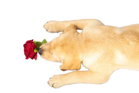 小狗的惊喜图片