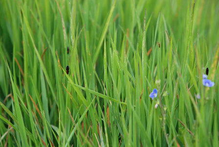 春天 夏天 颜色 花园 自然 环境 阳光 生长 草地 植物