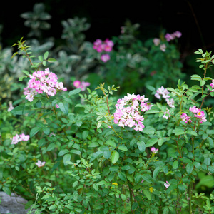 植物区系 植物学 灌木 邀请 季节 花园 粉红色 开花 紫色