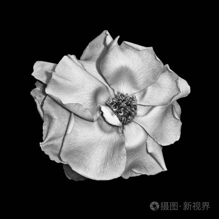 单色宽开银色光泽玫瑰花宏黑色背景