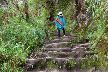 自然 植物 印加 冒险 夏天 楼梯 森林 探索 吸引力 公园