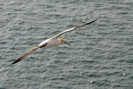 自然 海鸟 德国 动物 美丽的 海洋 白种人 动物群 希克
