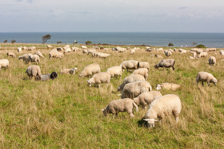 海岸 欧洲 兽群 农业 草地 弗里西亚 草坪 海洋 动物