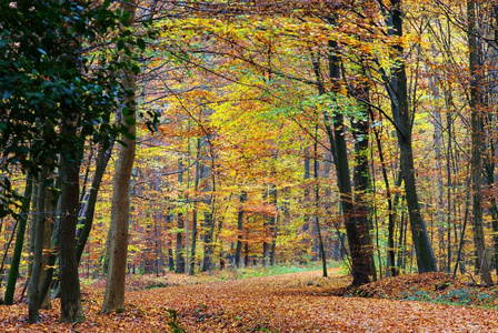 木材 落下 植物 秋天 环境 林地 季节 美丽的 树叶 森林