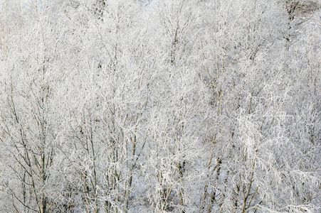 特写镜头 纹理 白霜 冬天 木材 美丽的 细枝 植物 和平