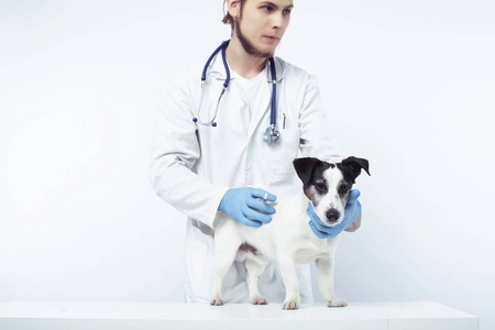 年轻的兽医医生戴着蓝色手套检查小可爱的狗杰克罗素孤立在白色背景下，动物保健概念
