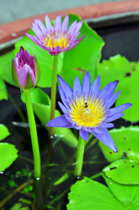 池塘 花园 春天 睡莲 开花 自然 植物学 草坪 亚洲 百合花