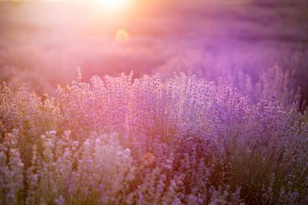 薰衣草花在夕阳柔和的焦点，柔和的颜色和蓝色