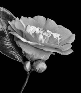 两个山茶花明亮的单色灰白色脉山茶花.两个芽照片