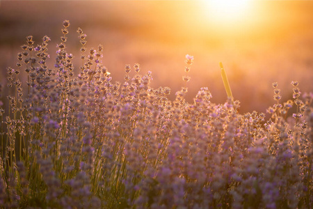 薰衣草花在夕阳柔和的焦点，柔和的颜色和蓝色