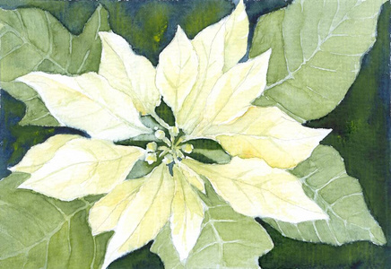 花瓣 水彩 十二月 冬天 繁荣 繁荣的 植物 艺术 床单