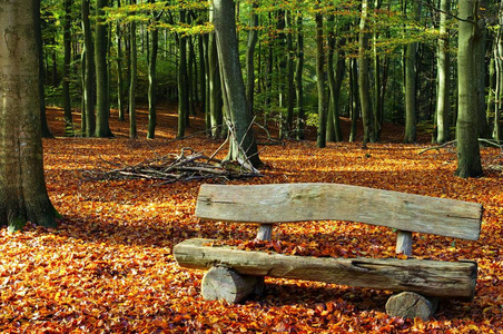树叶 季节 秋天 座位 长凳 自然 森林 落下