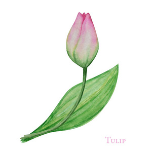 粉红色郁金香和叶子，手绘水彩画植物插图。美丽的春花。白色背景上分离的花卉元素。制作贺卡请柬海报横幅设计