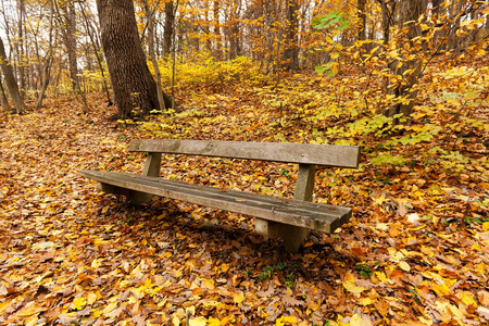 树叶 森林 植物 风景 季节 在里面 落下 秋天 自然 乡村