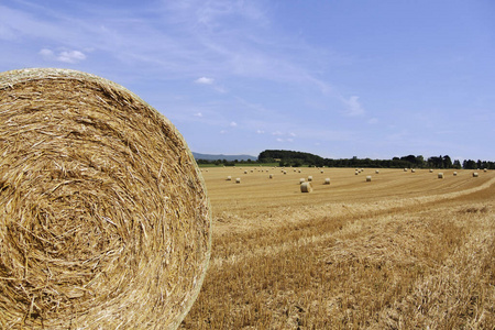 小麦 夏天 生长 季节 玉米 农田 粮食 农业 土地 领域