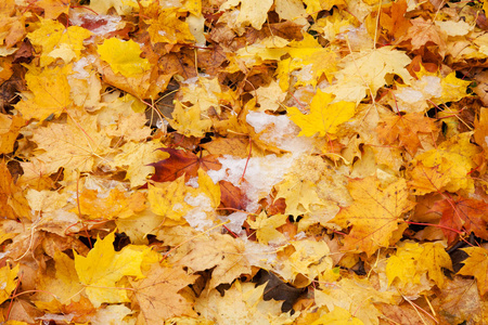 美极了 落下 五花八门 秋天 自然 季节 在里面 树叶 五颜六色