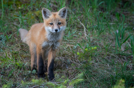 动物 凝视 家庭 哺乳动物 狐狸 草地 秋天 建筑 犬科动物
