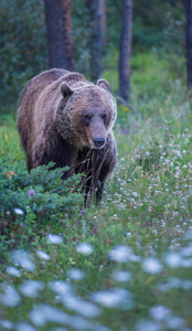 危险 环境 北欧 森林 毛皮 野生动物 公园 动物 自然